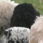 Шерсть овечья