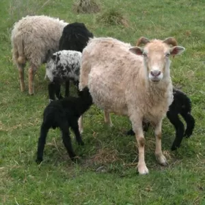 Овцы и бараны для разведения и на мясо