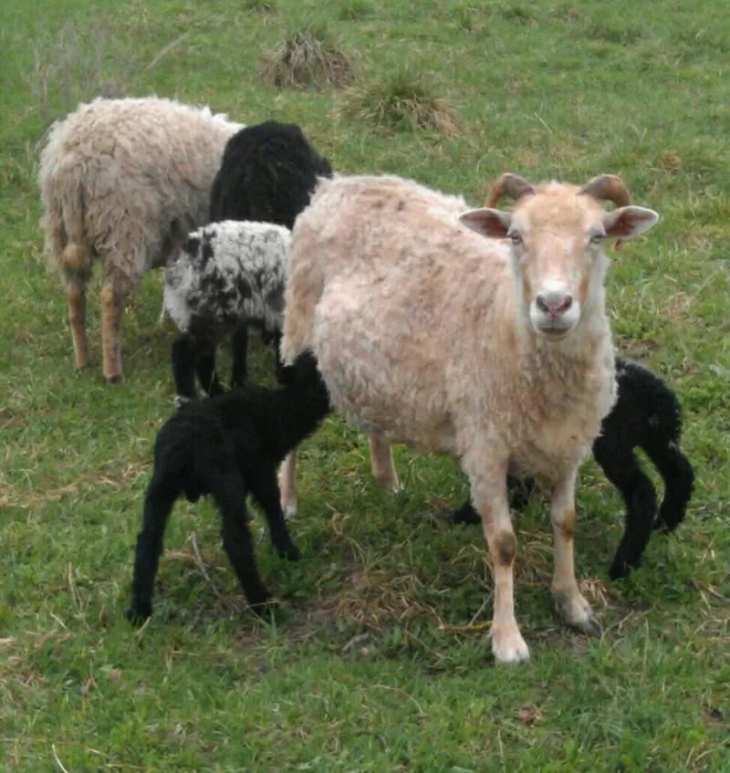 Овцы и бараны для разведения и на мясо